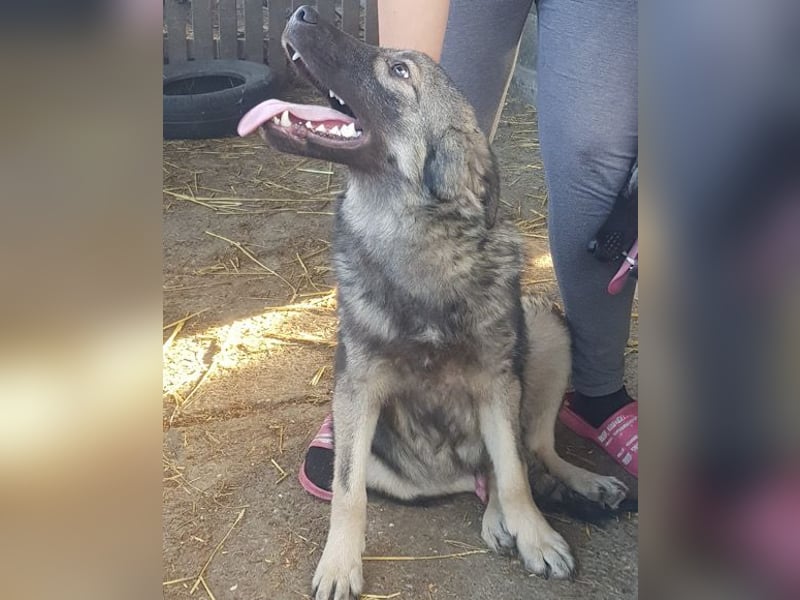 Zauberhafter Zorro - darf er einziehen?❤