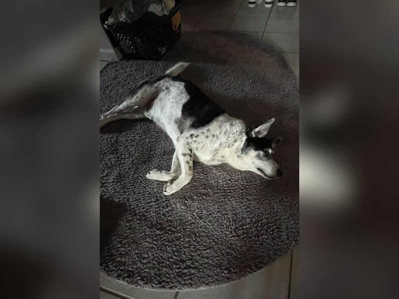 Liebster OldBoy ♥Rocky♥ wartet in 21640 Bliedersdorf auf sein so verdientes Lebensglück