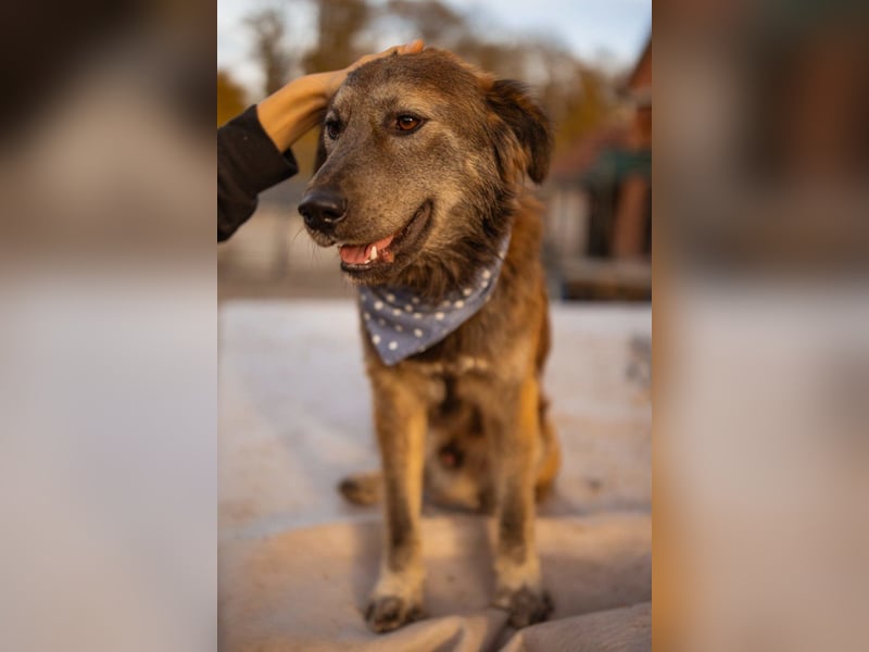 Jungrüde ♥ Casper ♥ toller, treuer Hundejunge