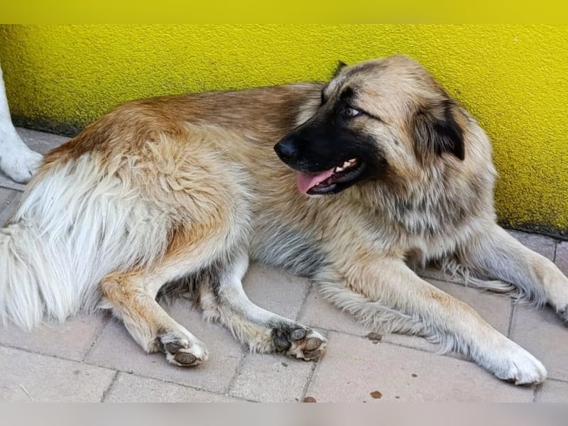 Mix-Hündin ♥ Mandy ♥ ein zauberhaftes, liebes, soziales Wesen