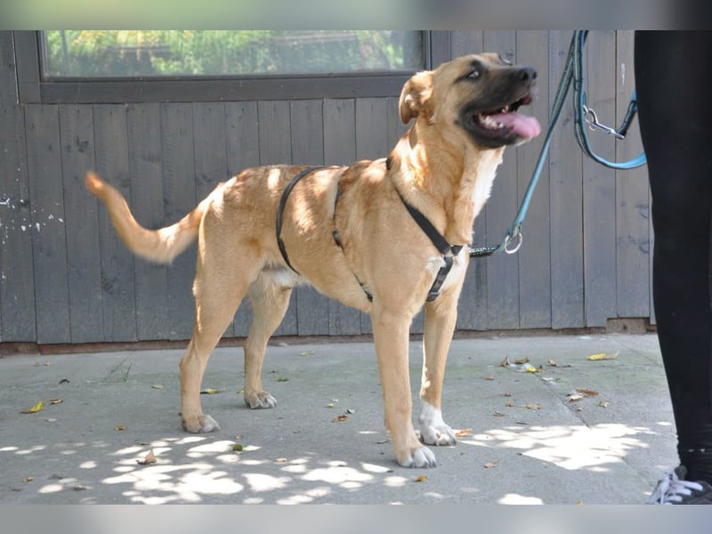 ♥Mephisto♥ aktiv-schmusig = idealer Familienhund