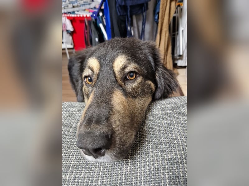 Aramis ❤️ wartet in 50169 Kerpen auf dich