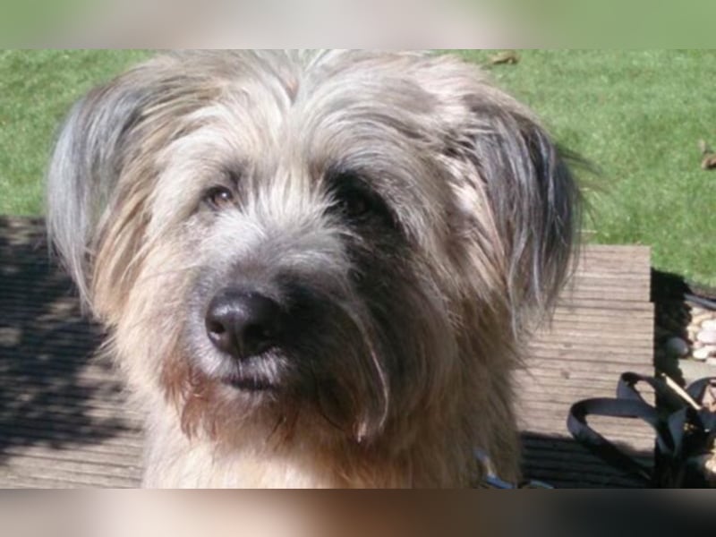  Liones sucht aktive, erfahrene Hundeeltern