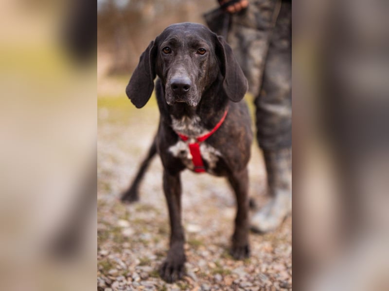 Pointer-Mix-Lady Daria: ein Herz aus Fell