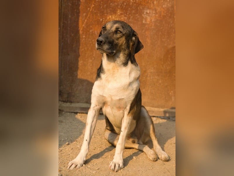 ROBI❤️zauberhafter, lieber Hundejunge - zurückhaltend und sozial