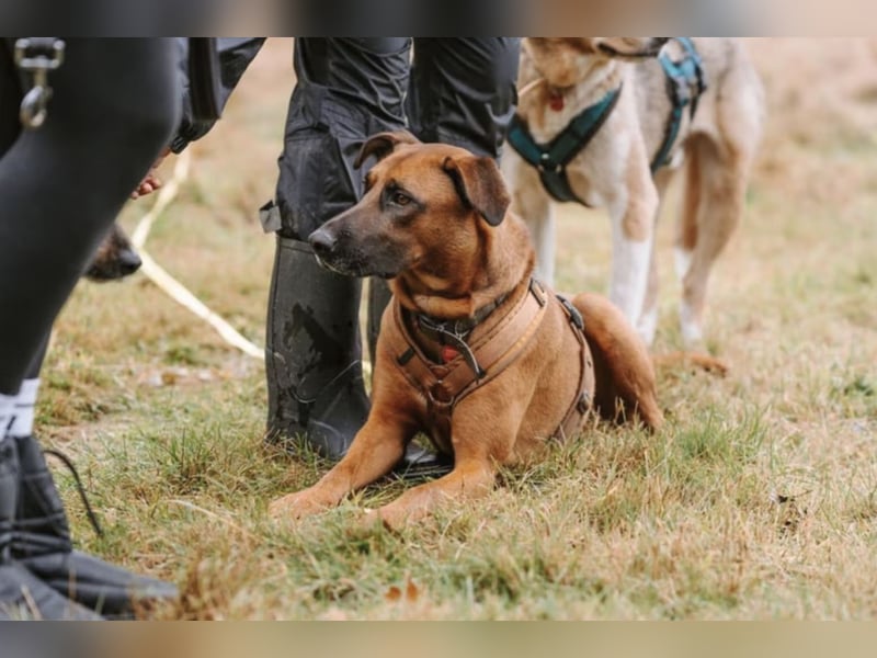 Moritz sucht aktives Zuhause