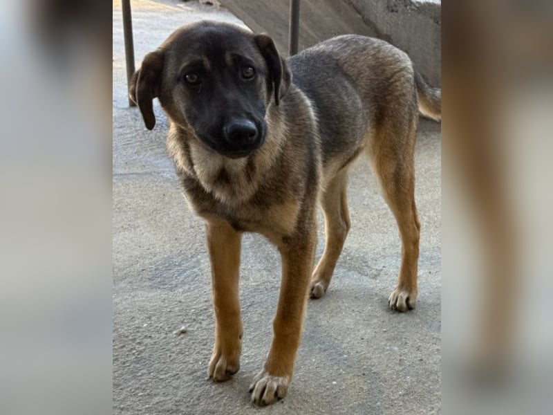 Kleiner, feiner Pico ❤️ sucht Schutz & Liebe Kleiner, feiner Pico ❤️ sucht Schutz & Liebe