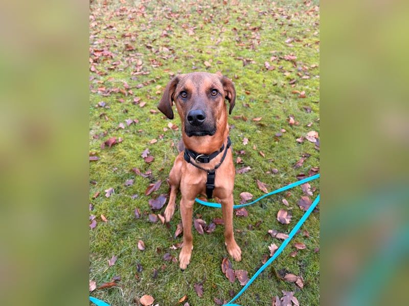 LASKO❤️charmanter, cleverer Hundebub wartet schon in 22559 Hamburg!