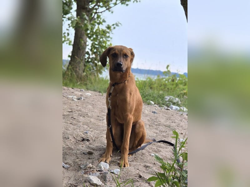 LASKO❤️charmanter, cleverer Hundebub wartet schon in 22559 Hamburg!