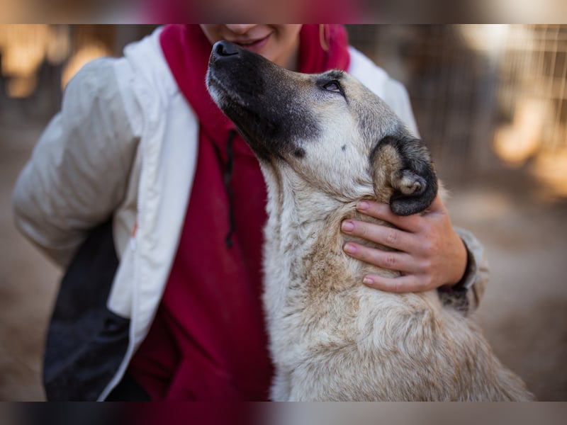 Beauty ♥ Fly ♥ eine herzliche, treue Fellfreundin
