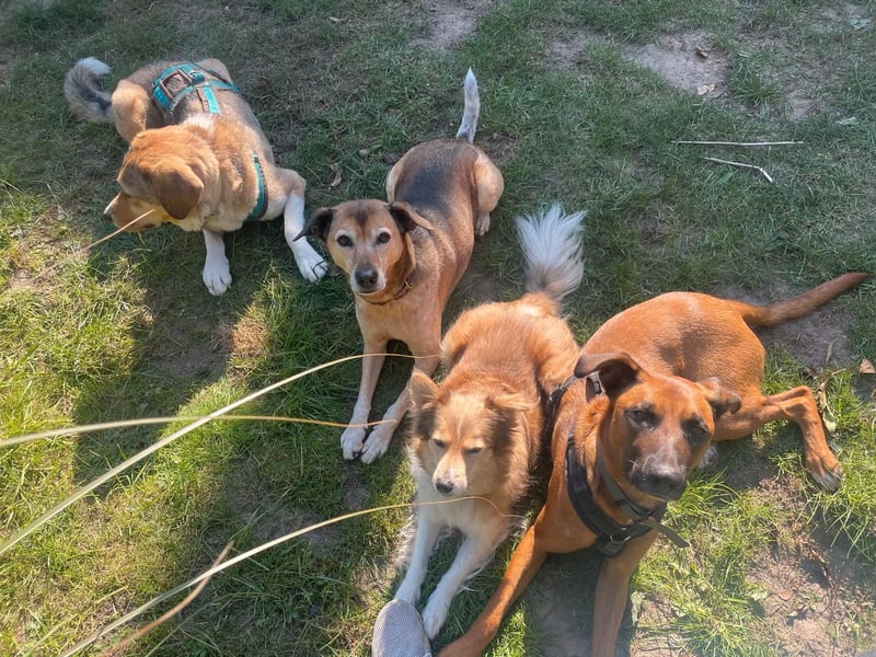 Rüde Moritz sucht aktives Zuhause