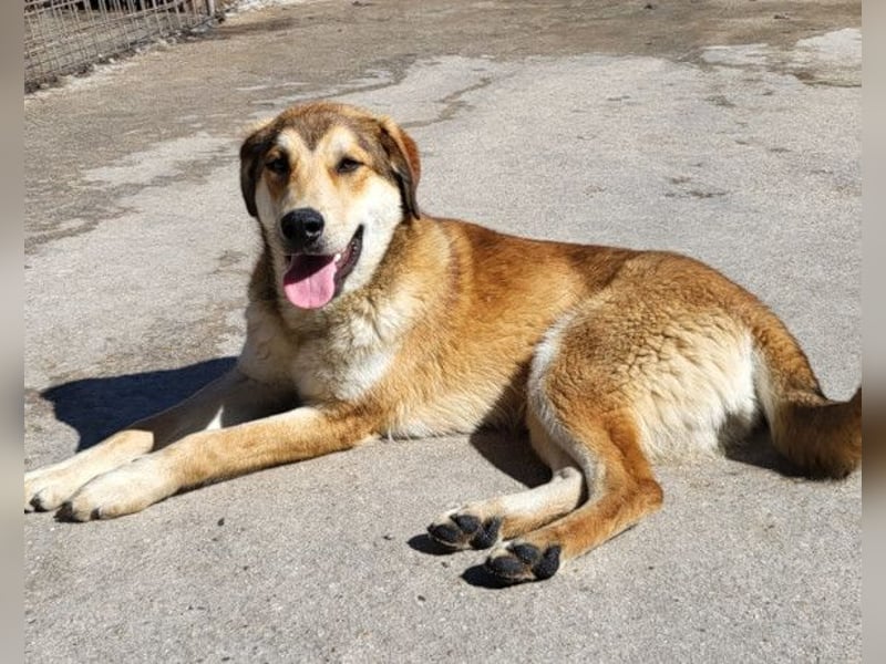 Luki ❤️ aufgeschlossener, lieber & verspielter Rüde!