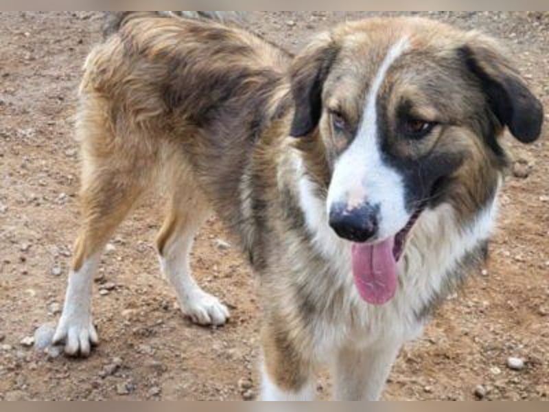 Energiebündel Jonesy - sucht Liebe und Halt Energiebündel Jonesy - sucht Liebe und Halt