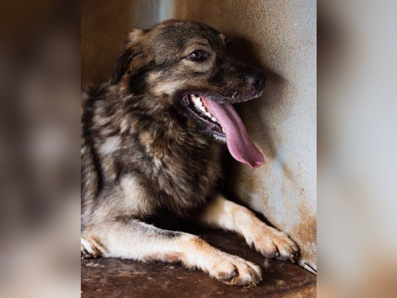 Zauberhafter Zorro-darf er einziehen? ❤
