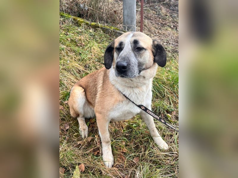 Liebste ♥ Tina ♥ aktive und kinderfreundliche Familienhündin