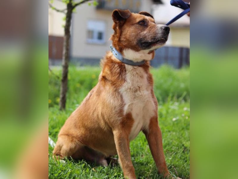 Floki ❤️ freundlich & so menschenbezogen