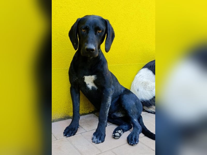 KOVU❤️sozialer Mischlingsjunge sucht Liebe, Nähe und ein Zuhause