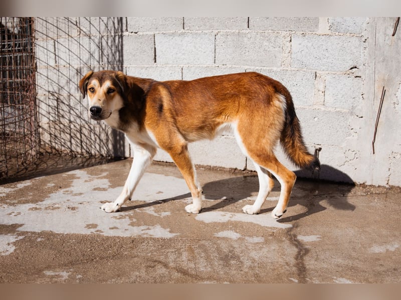 Luki ❤️ aufgeschlossener, lieber Junghund!