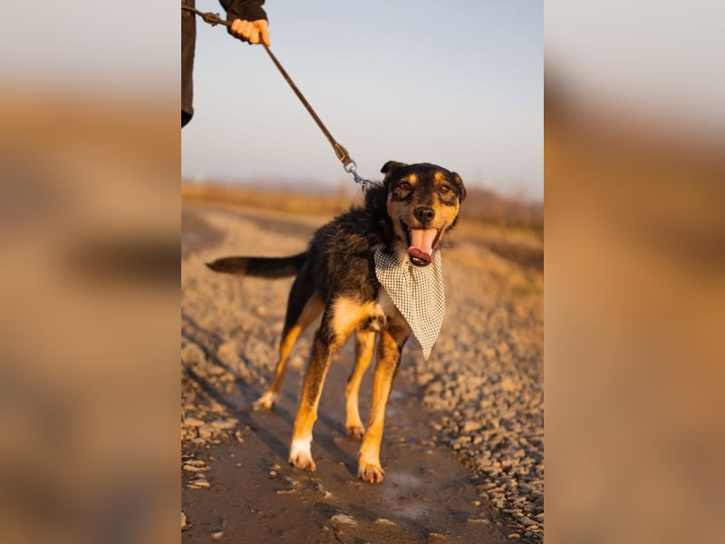 Schatz Teri: sehr freundlicher Gefährte