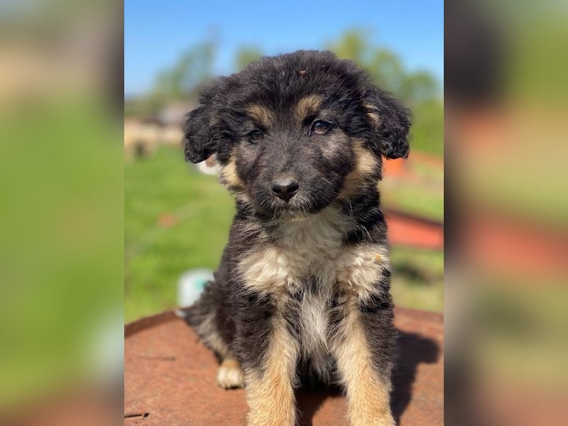 Sirius Black, geb. ca. 12/2023, lebt in GRIECHENLAND, im städt. Tierheim Serres