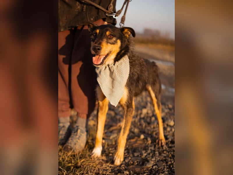 Schatz Teri: sehr freundlicher Gefährte