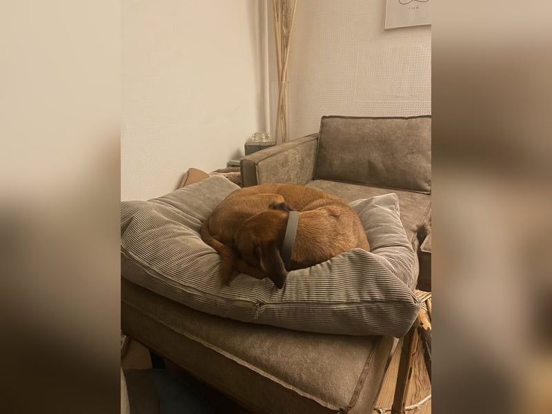 Rüde Moritz sucht aktives Zuhause