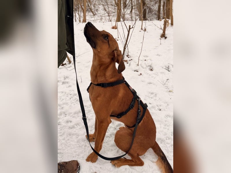 charmanter LASKO❤️in 22559 Hamburg, dringend Für-Immer-Zuhause gesucht