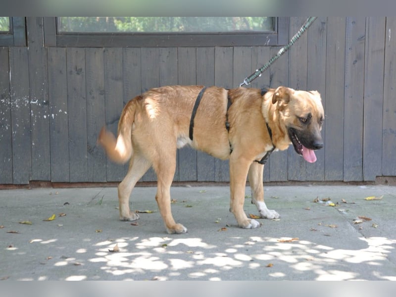 Jungrüde Mephisto - aktiv-schmusig = Familienhund