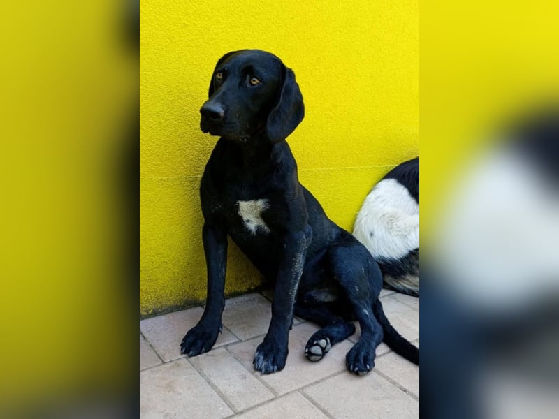 KOVU❤️sozialer Mischlingsjunge sucht Liebe, Nähe und ein Zuhause