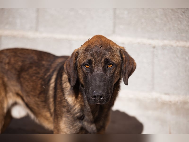 Kleiner, feiner Pico ❤️ sucht Schutz & Liebe Kleiner, feiner Pico ❤️ sucht Schutz & Liebe