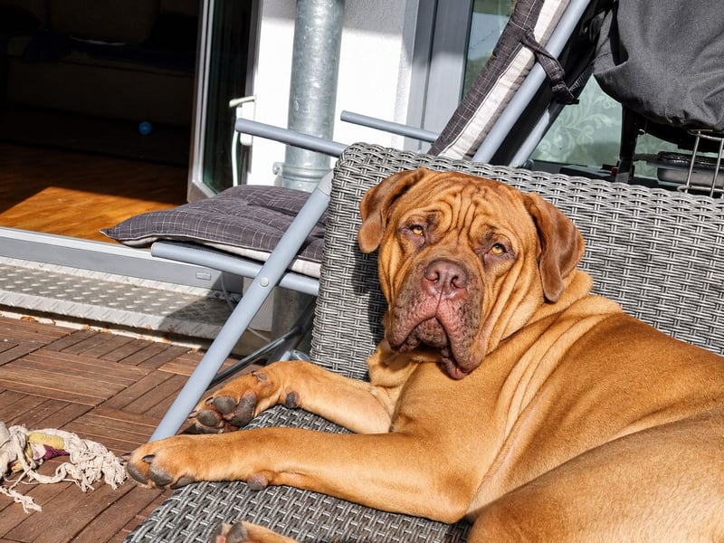 Deckrüde Bordeauxdogge × American Bulldog × Boxer Mix | 3 Jahre | 50 kg | 60 cm Schulterhöhe