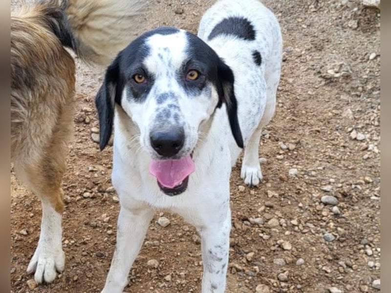 Ananda ❤️ liebe, treue Fellfreundin fürs Leben