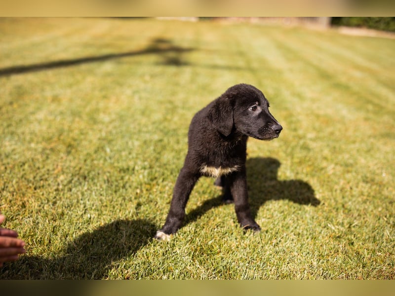Cosmo - junger charmanter Schäfi-Mix-Bub