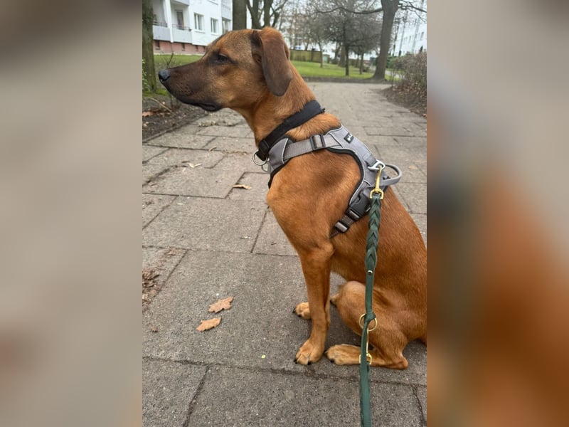 LASKO❤️charmanter, cleverer Hundebub wartet schon in 22559 Hamburg!