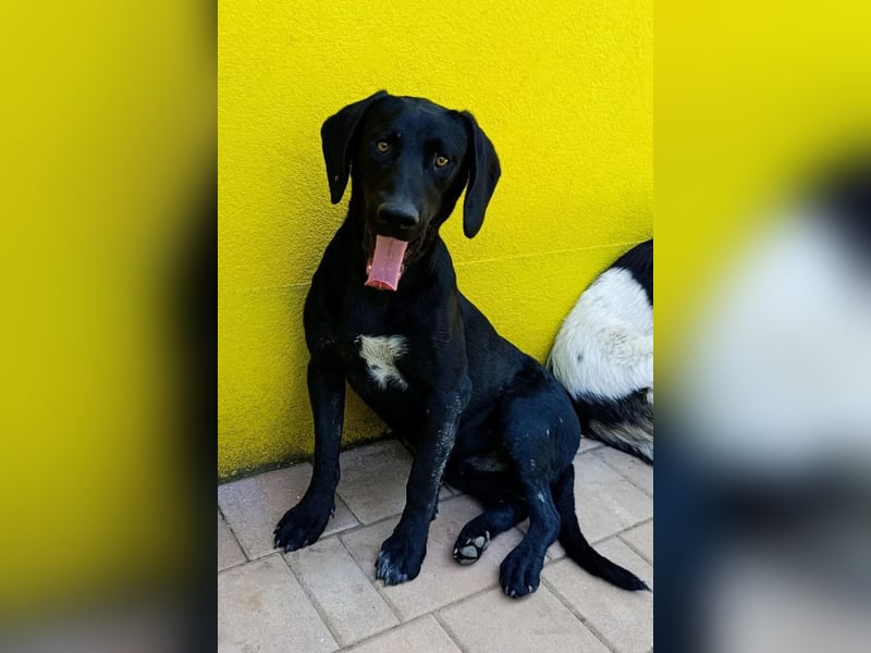 KOVU❤️sozialer Mischlingsjunge sucht Liebe, Nähe und ein Zuhause