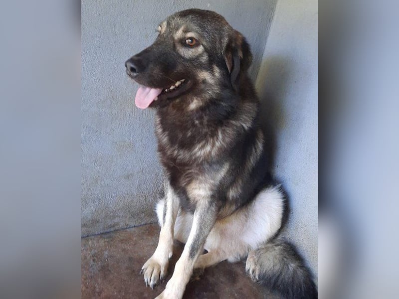 Zauberhafter Zorro- darf er einziehen?❤