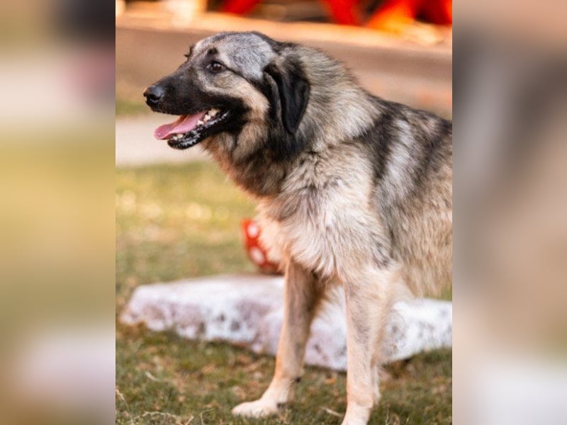 Schenkst du Buster ein tolles Zuhause?