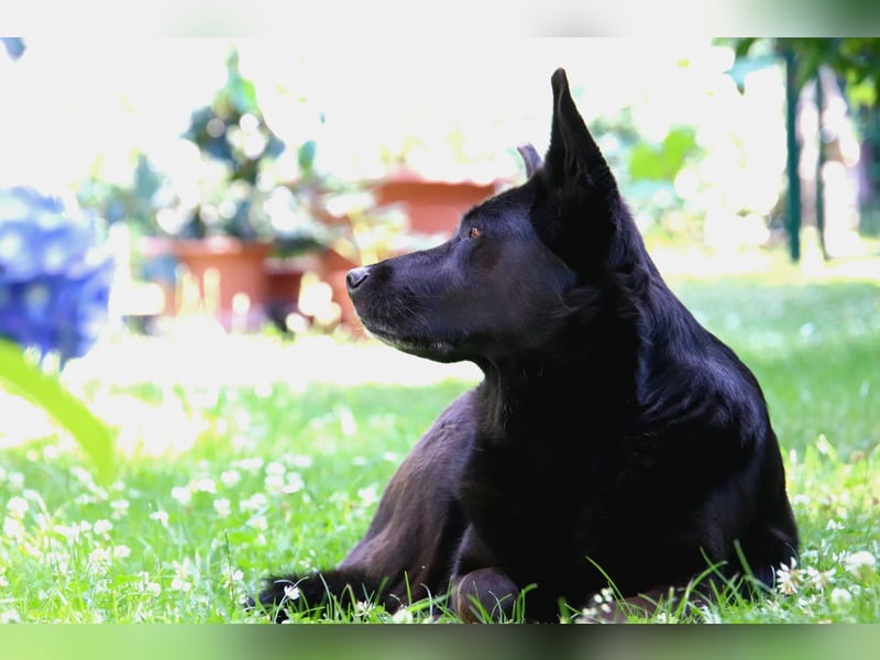 Hündin Elsa sucht ein Zuhause