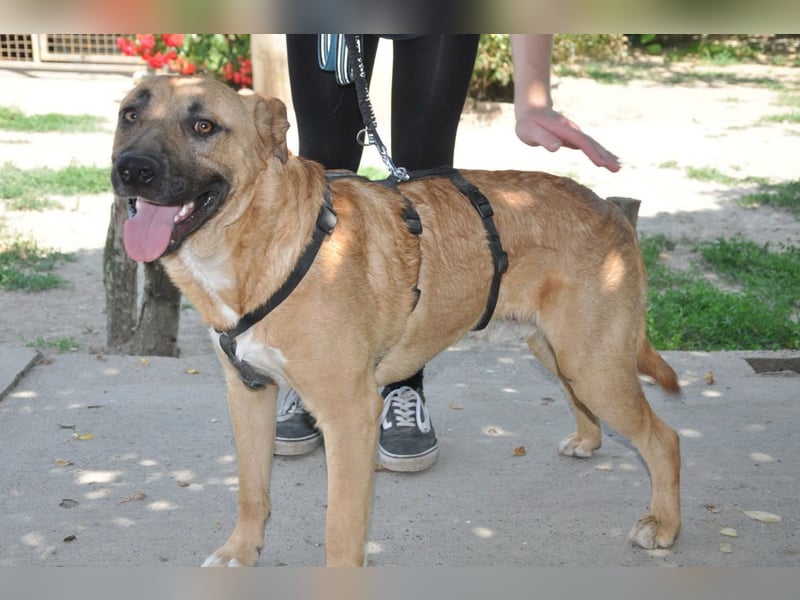 Jungrüde Mephisto - aktiv-schmusig = Familienhund
