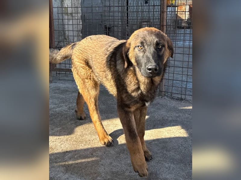 Kleiner, feiner Pico ❤️ sucht Schutz & Liebe Kleiner, feiner Pico ❤️ sucht Schutz & Liebe