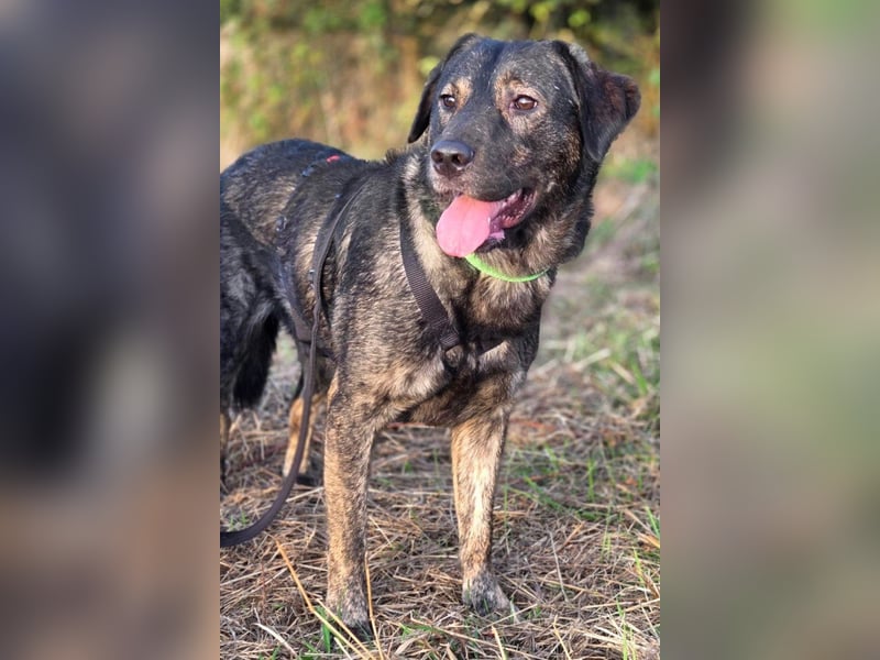 SHADOW❤️sozialer Gute-Laune-Hund wartet auf Dich in 50169 Kerpen