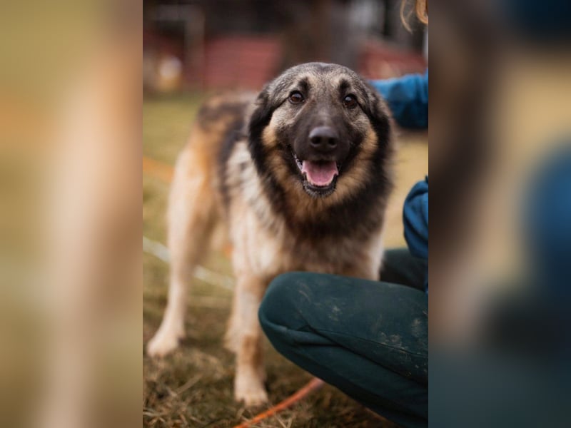 Schenkst du Buster ein tolles Zuhause?