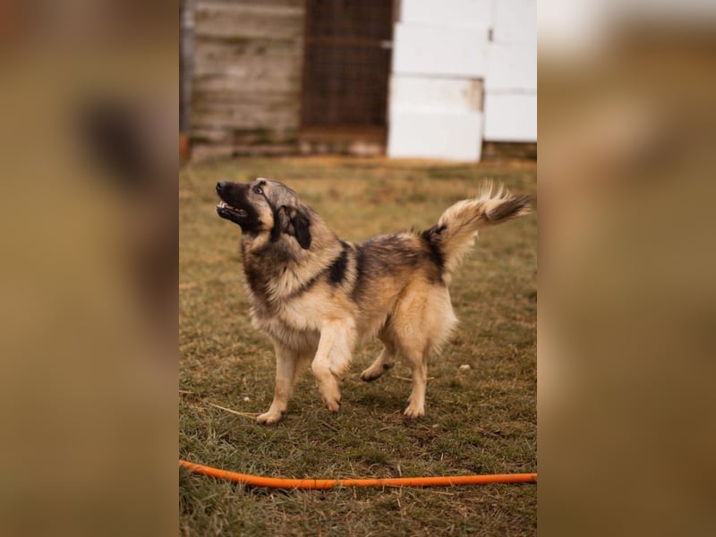 Schenkst du Buster ein tolles Zuhause?