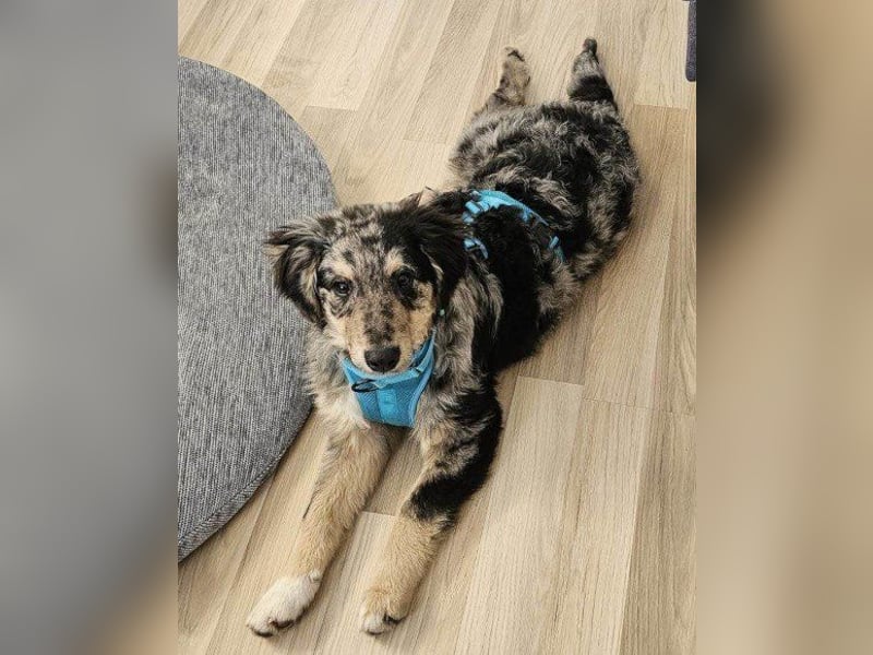 Sensibler Jungrüde ♥BALU♥ wartet schon in 59174 Kamen auf seine Für-Immer-Menschen