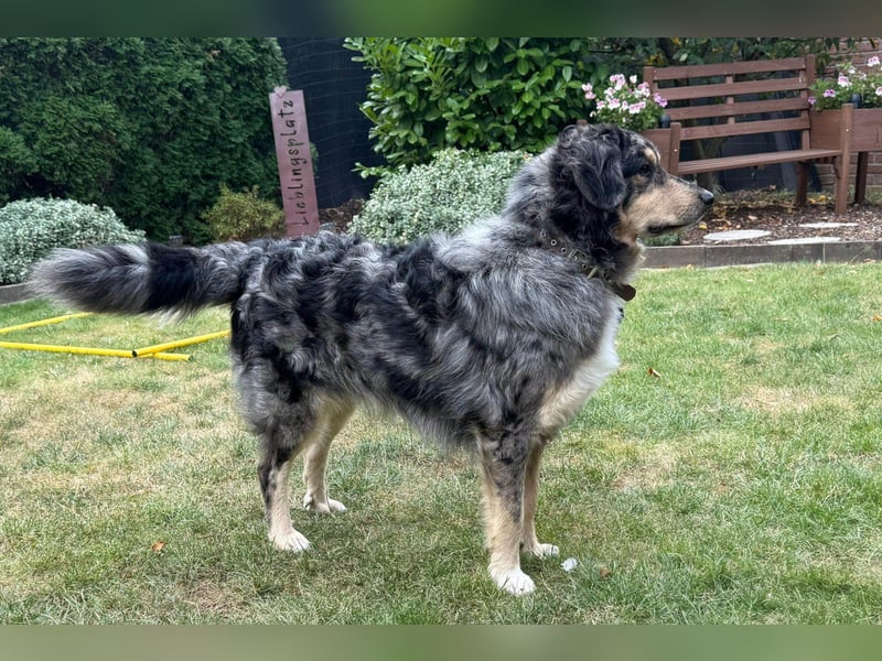 Sensibler Jungrüde ♥BALU♥ in 59174 Kamen