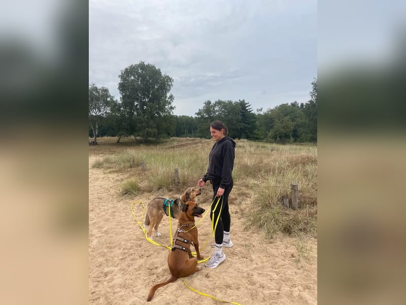 Rüde Moritz sucht aktives Zuhause