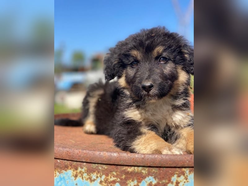 Sirius Black, geb. ca. 12/2023, lebt in GRIECHENLAND, im städt. Tierheim Serres