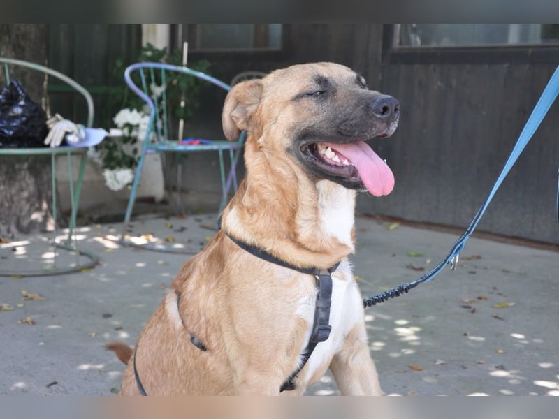 Jungrüde Mephisto - aktiv-schmusig = Familienhund