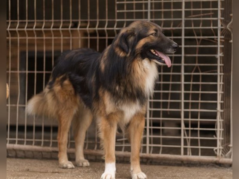 Bogo ♥️ ungeschliffener Schatz auf 4Pfoten