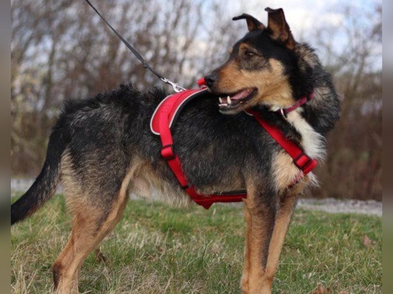 Schatz Teri: sehr freundlicher Gefährte Schatz Teri: sehr freundlicher Gefährte